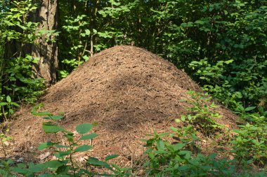 Anthill in a forest clipart