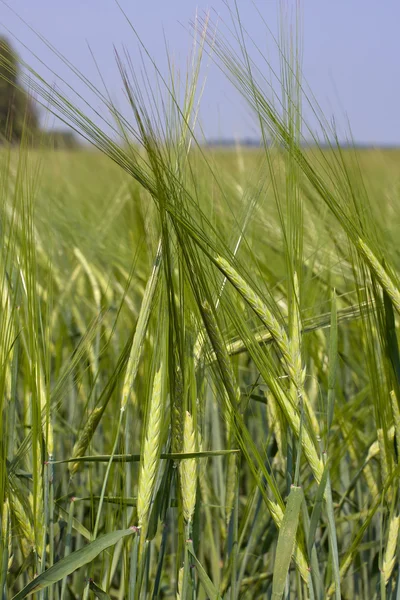 stock image Green wheat field