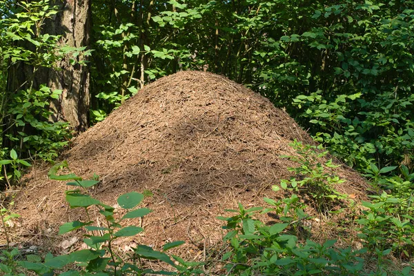Ameisenhaufen im Wald — Stockfoto