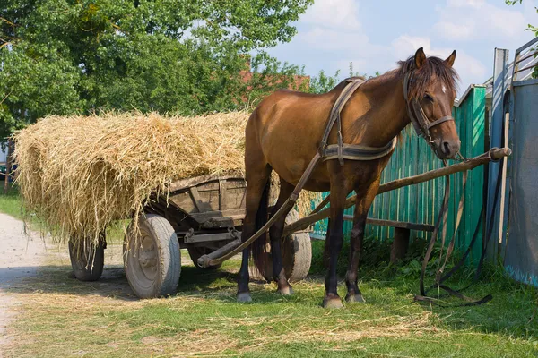 Häst med en vagn lastad hö — Stockfoto