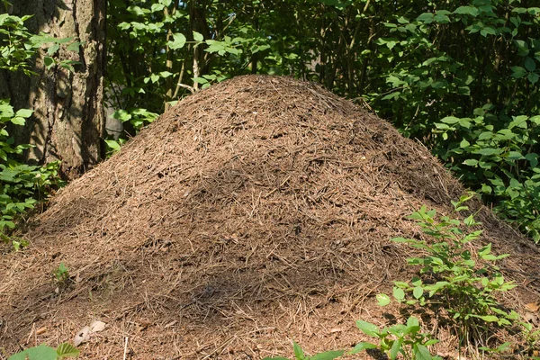 Bir ormandaki karınca yuvası — Stok fotoğraf