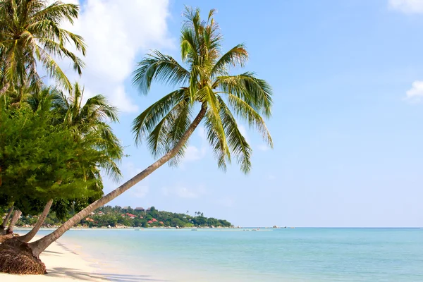 Hermosa palmera sobre la playa de arena blanca — Foto de Stock