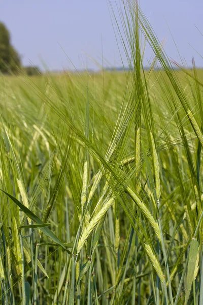 Campo de trigo verde —  Fotos de Stock