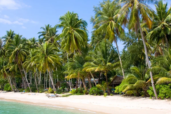 Palmeiras de coco na praia de verão — Fotografia de Stock