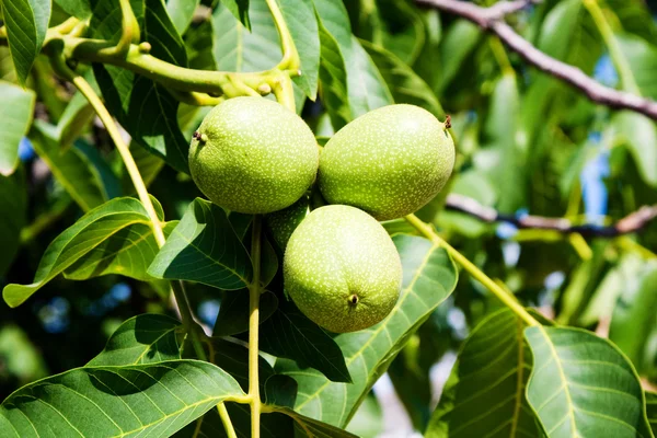 Орехи на дереве — стоковое фото