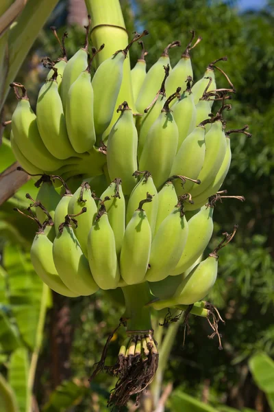 Bananas em uma árvore — Fotografia de Stock