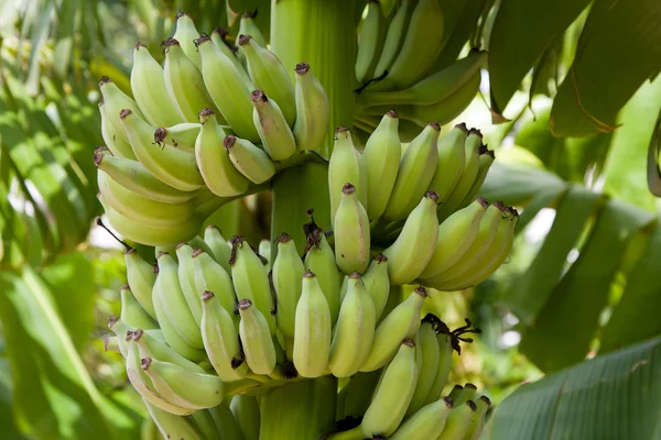 Plátanos en un árbol — Foto de Stock
