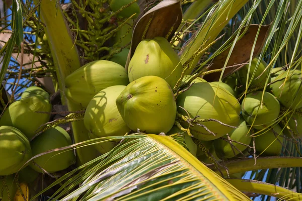 Kokosnoten op de palmboom — Stockfoto