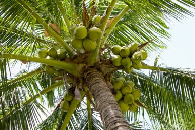 Coconuts tree clipart