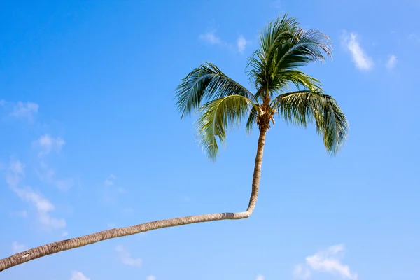 Mavi gökyüzünde palmiye ağacı — Stok fotoğraf