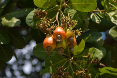 Cashew nuts growing on a tree. clipart