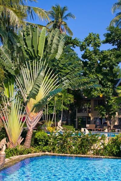 Розкішний басейн у тропічному саду — стокове фото