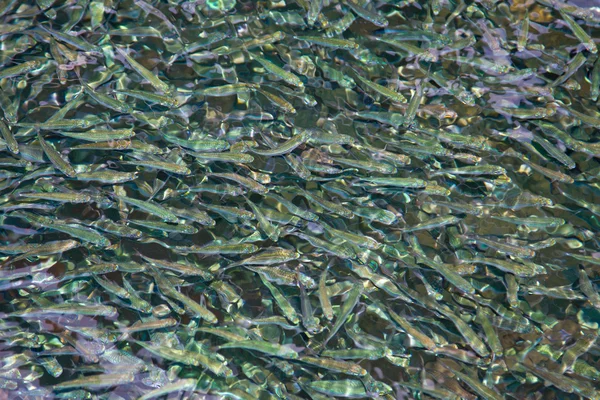 Fish shoal — Stock Photo, Image
