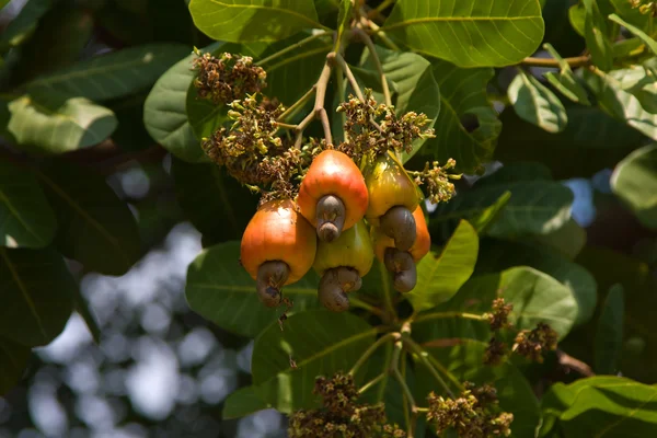 Cashewnüsse wachsen auf einem Baum. — Stockfoto