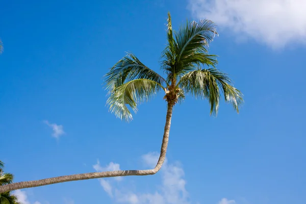 Palmboom in blauwe lucht — Stockfoto