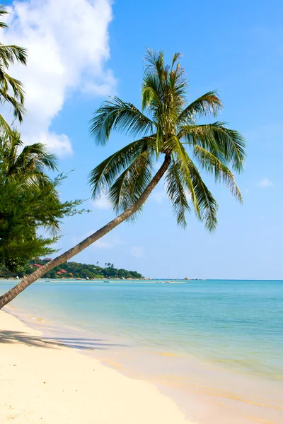 Güzel palmiye ağacı üzerinde beyaz kum plaj — Stok fotoğraf