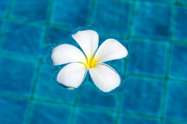 Çiçekler frangipani (plumeria)