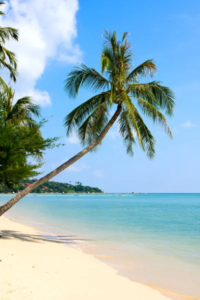 Bela palmeira sobre praia de areia branca — Fotografia de Stock