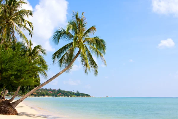 Beautiful palm tree over white sand beach — Stock Photo, Image