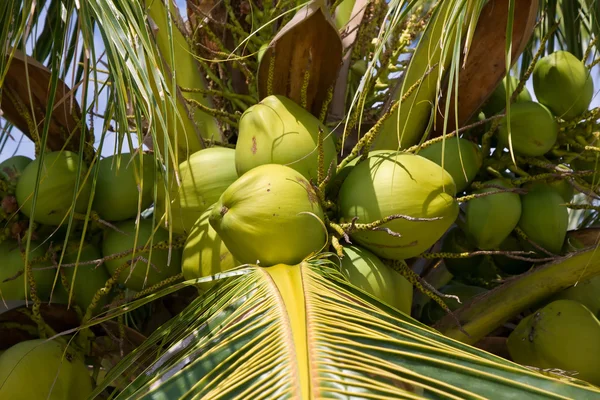 Kokosy strom — Stock fotografie