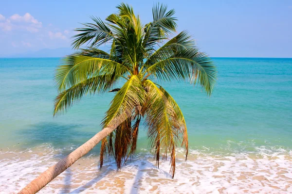 Güzel palmiye ağacı üzerinde beyaz kum plaj — Stok fotoğraf