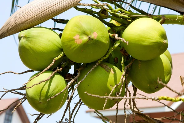 Kókuszdió a pálmafán — Stock Fotó