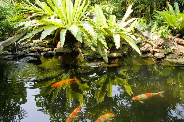 Tropikalny ogród zen — Zdjęcie stockowe