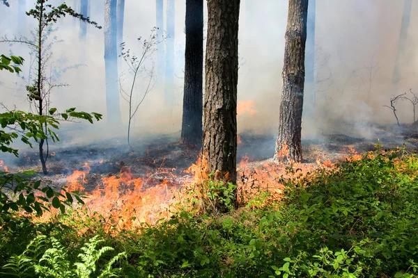 Orman yangını — Stok fotoğraf