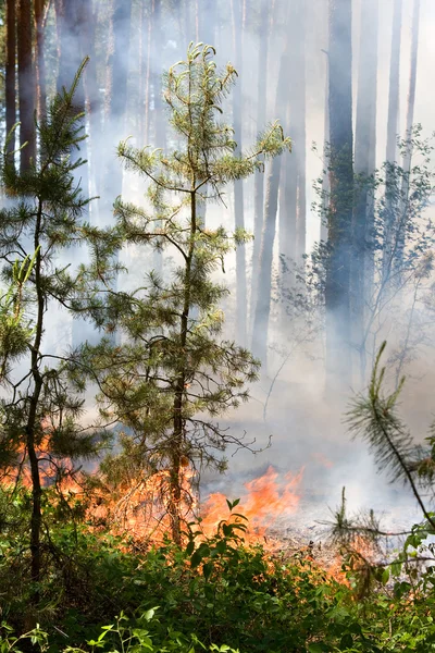 Forest Fire — Stock Photo, Image