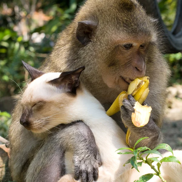 Μαϊμού και κατοικίδια γάτα — Φωτογραφία Αρχείου