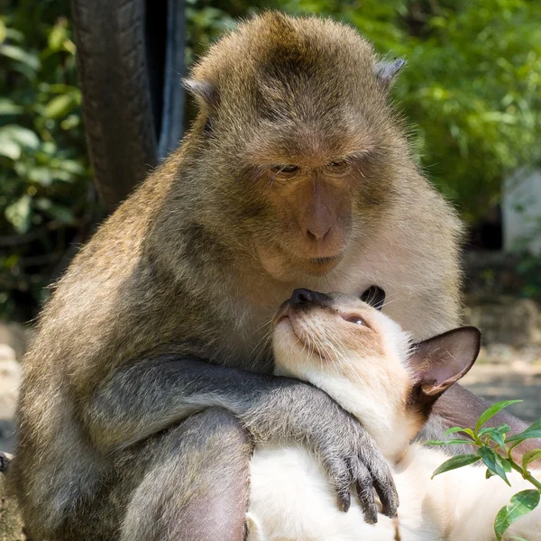 Opice a kočka domácí — Stock fotografie