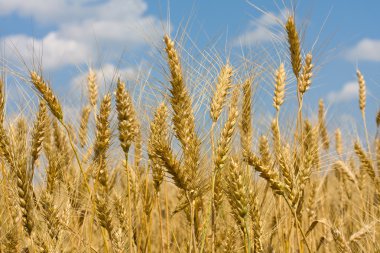 Wheat field clipart