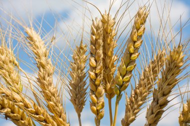 Wheat field clipart