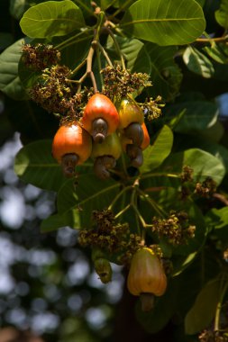 Cashew nuts growing on a tree. clipart