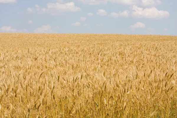 Campo de trigo — Fotografia de Stock