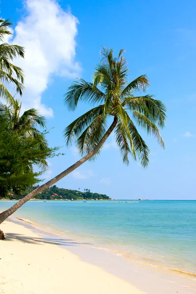 Прекрасная пальма над белым песком — стоковое фото