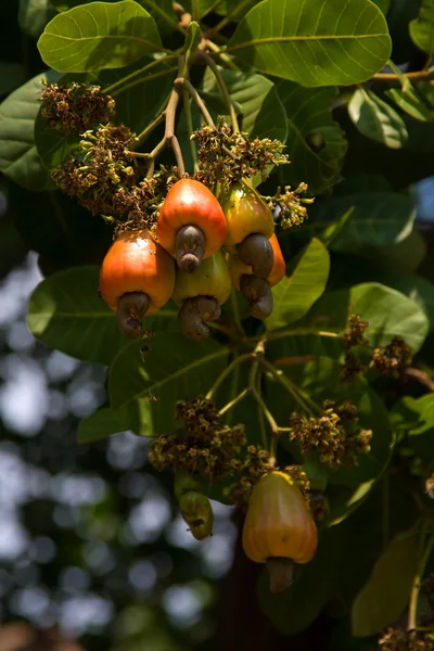Kešu ořechy, které rostou na stromě. — Stock fotografie