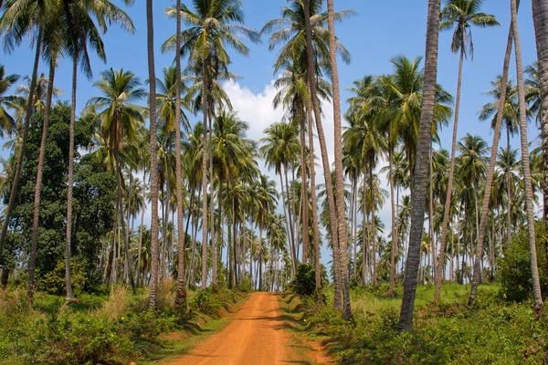 Marken road i djungeln, thailand . — Stockfoto
