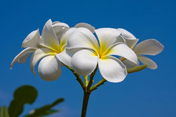 Kwiat biały frangipani — Zdjęcie stockowe