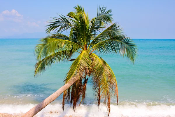Schöne Palme über weißem Sandstrand — Stockfoto