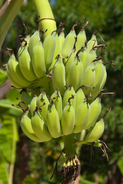 Bananen auf einem Baum — Stockfoto