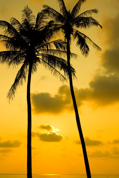 Силует пальмових дерев на заході сонця — стокове фото