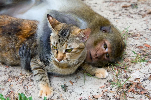 원숭이 고양이 — 스톡 사진
