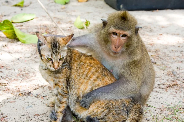 Maymun ve kedi — Stok fotoğraf
