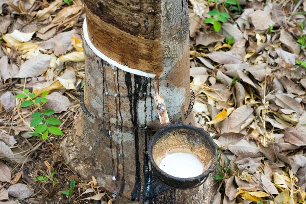Молоко каучукового дерева течёт в деревянную чашу — стоковое фото