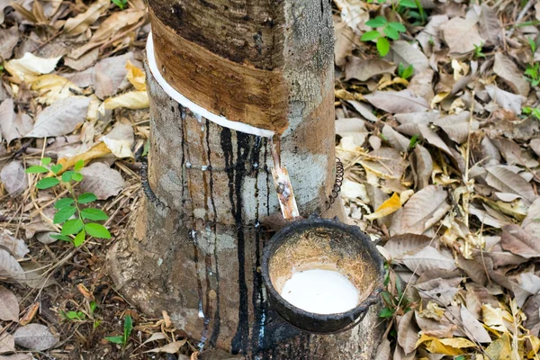 stock image Milk of rubber tree flows into a wooden bowl