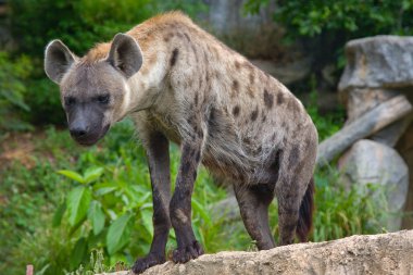Spotted Hyena clipart