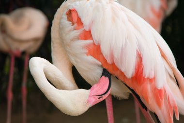 Flamingo clipart