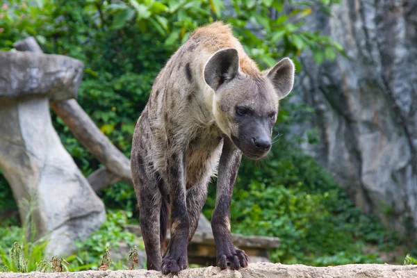 斑鬣狗 — 图库照片