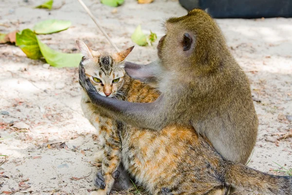Macaco e gato — Fotografia de Stock